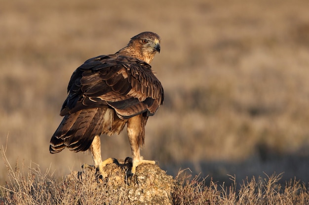 Hembra de dos años del águila de Bonelli