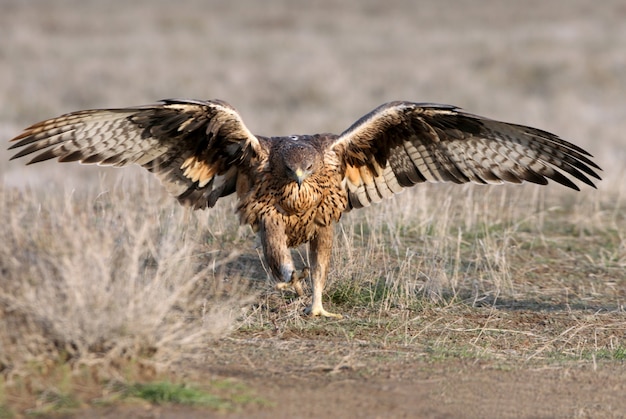 Foto hembra de dos años del águila de bonelli