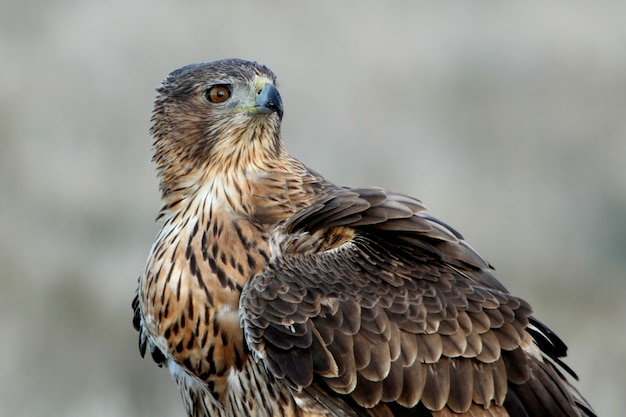 Hembra de dos años del águila de Bonelli