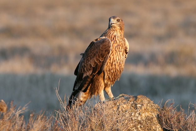 Hembra de dos años del águila de Bonelli