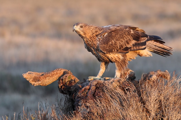 Hembra de dos años del águila de Bonelli