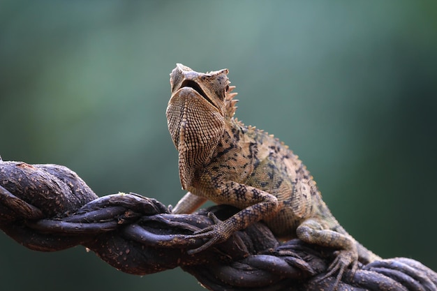 Hembra de dragón del bosque de lagarto en rama con fondo natural