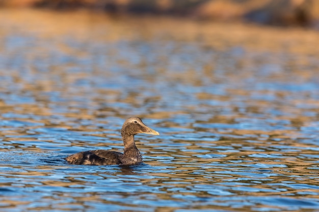 La hembra eider común nada en el tranquilo mar azul en invierno