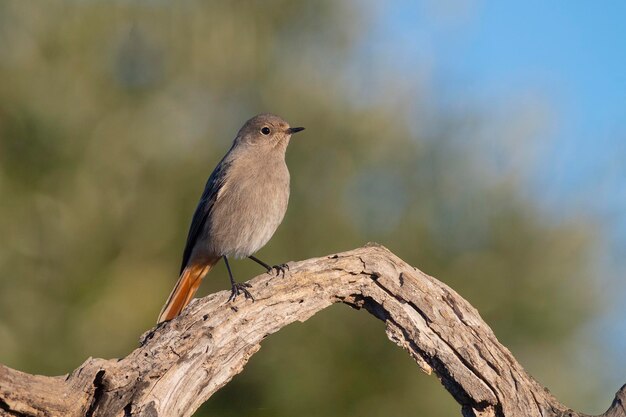 Foto la hembra de la especie phoenicurus ochruros malaga, españa