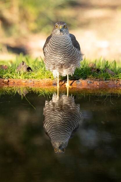 Foto hembra de gavilán euroasiático en un punto de agua dentro de un bosque mediterráneo a primera luz del día