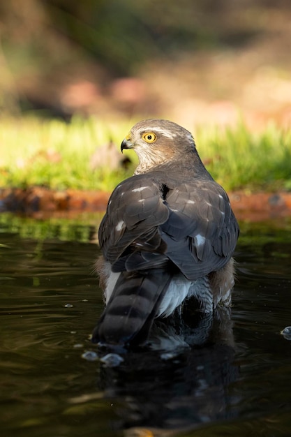 Hembra de gavilán euroasiático en un punto de agua dentro de un bosque mediterráneo a primera luz del día