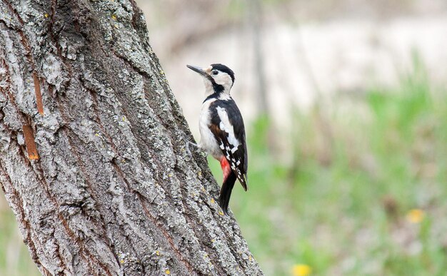 Hembra de gran pájaro carpintero manchado sentado en un tronco de árbol