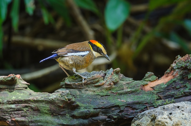 Hembra hermosa de Malata Banded Pitta (Hydrornis irena)