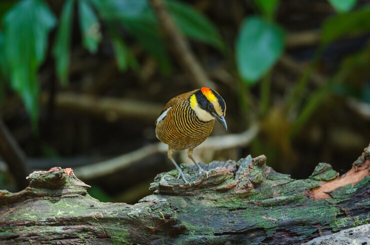 Foto hembra hermosa de malata banded pitta (hydrornis irena)