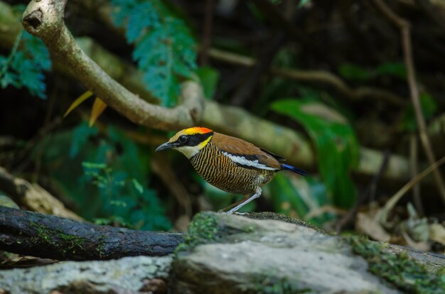 Hembra hermosa de Malata Banded Pitta (Hydrornis irena)