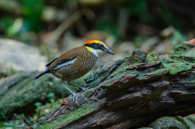 Hembra hermosa de Malata Banded Pitta (Hydrornis irena)