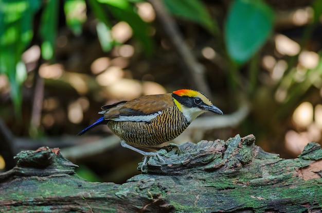 Hembra hermosa de Malata Banded Pitta (Hydrornis irena)