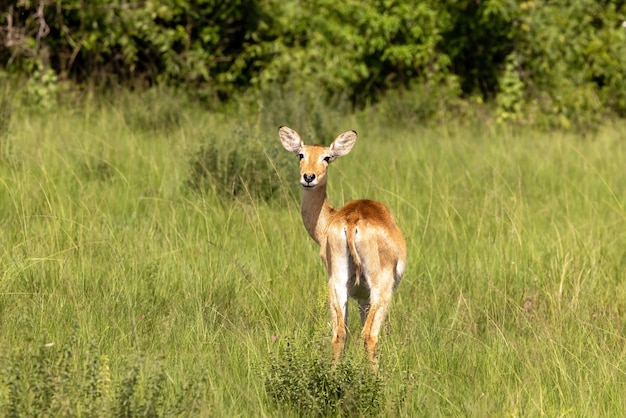Hembra joven bohor reedbuck en la hierba alta y el bosque del Parque Nacional Queen Elizabeth Uganda