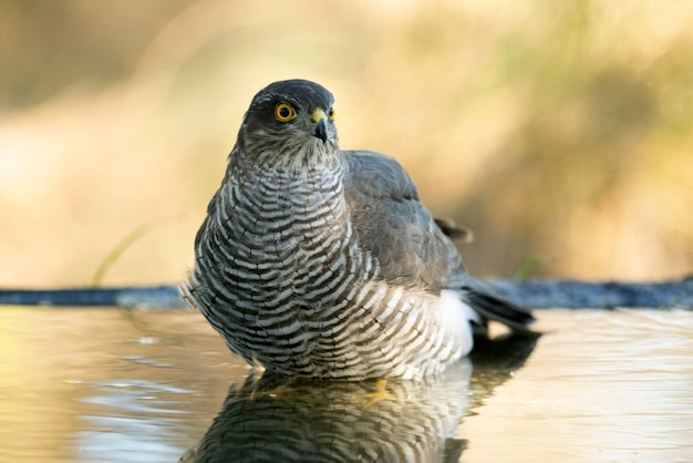 Hembra joven gavilán euroasiático bañándose en un punto de agua natural en un bosque de robles y pinos