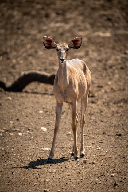 Foto la hembra del kudu está de pie en un terreno rocoso