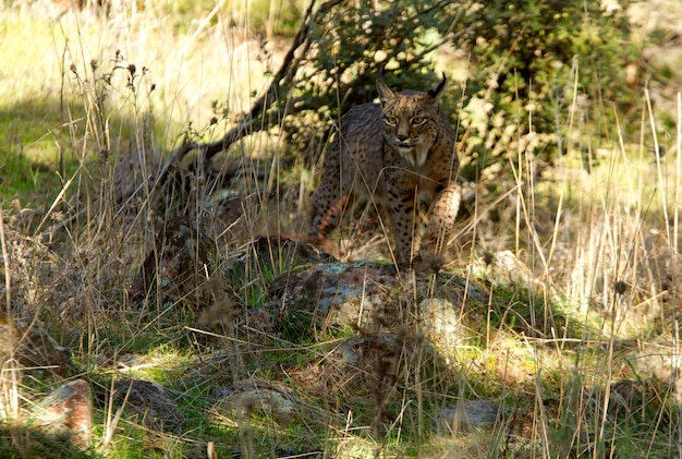 Hembra de lince ibérico en la niebla, lince, gato montés, Lynx pardinus, lince