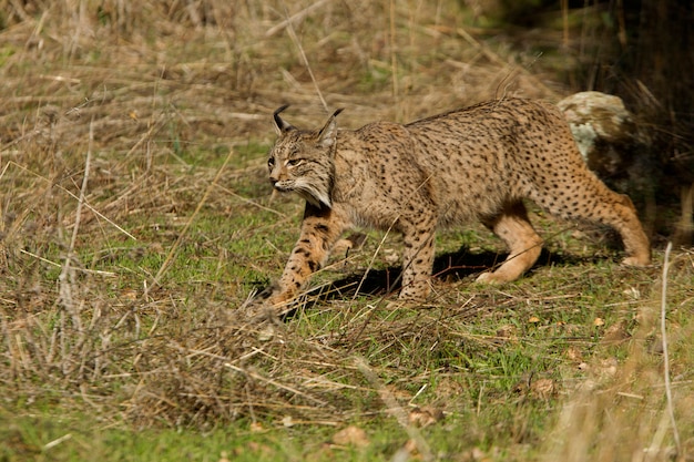 Hembra de lince ibérico en la niebla, lince, gato montés, Lynx pardinus, lince