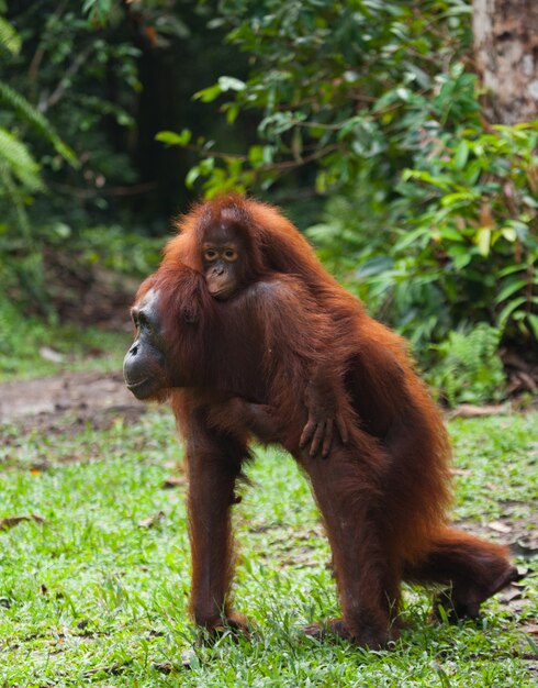 La hembra del orangután con un bebé se adentra en la jungla por el camino. Indonesia. La isla de Borneo (Kalimantan).