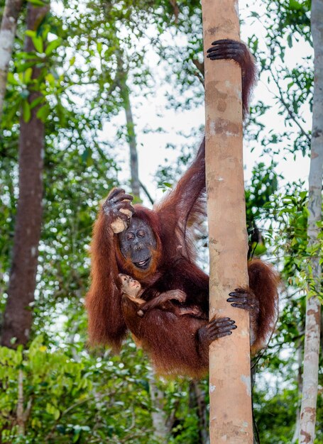 Foto hembra del orangután con un bebé en un árbol. indonesia. la isla de kalimantan (borneo).