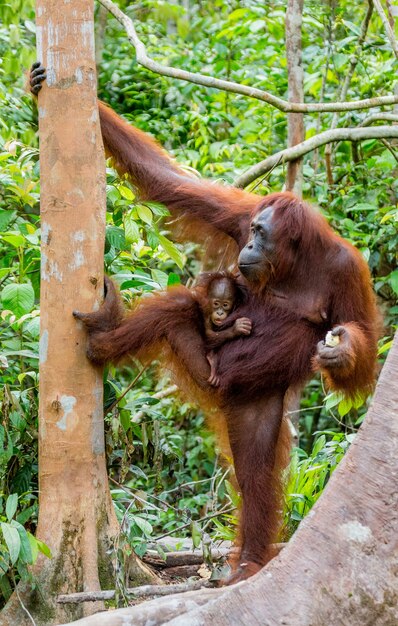 Hembra del orangután con un bebé en un árbol. Indonesia. La isla de Kalimantan (Borneo).