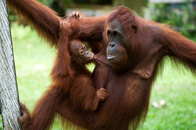 Hembra del orangután con un bebé en un árbol. Indonesia. La isla de Kalimantan (Borneo).