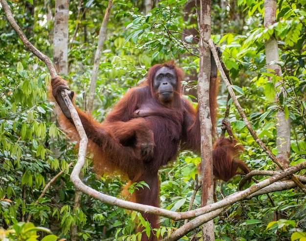 Hembra del orangután con un bebé en un árbol. Indonesia. La isla de Kalimantan (Borneo).