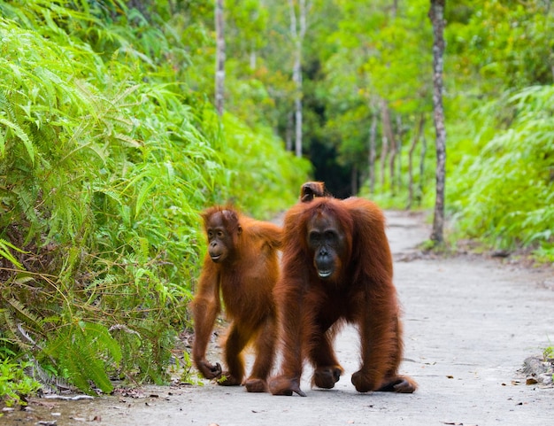 Hembra del orangután con un bebé en un sendero. Pose divertida. Imagen rara. Indonesia. La isla de Kalimantan (Borneo).