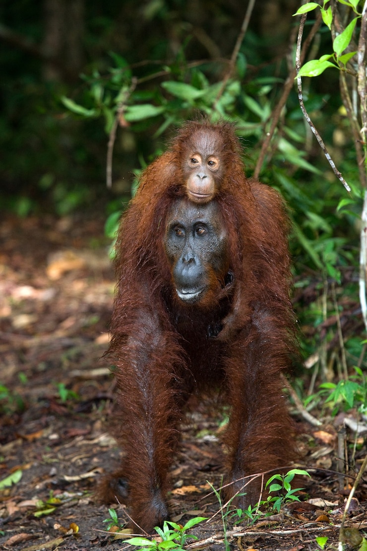 Foto hembra del orangután con un bebé en el suelo. indonesia. la isla de kalimantan (borneo).