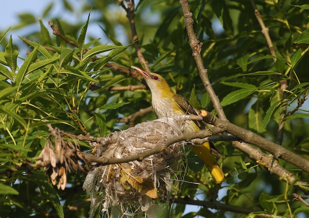 Hembra de oropéndola dorada euroasiática (Oriolus oriolus) está cerca del nido. En el pico guarda comida para los polluelos.