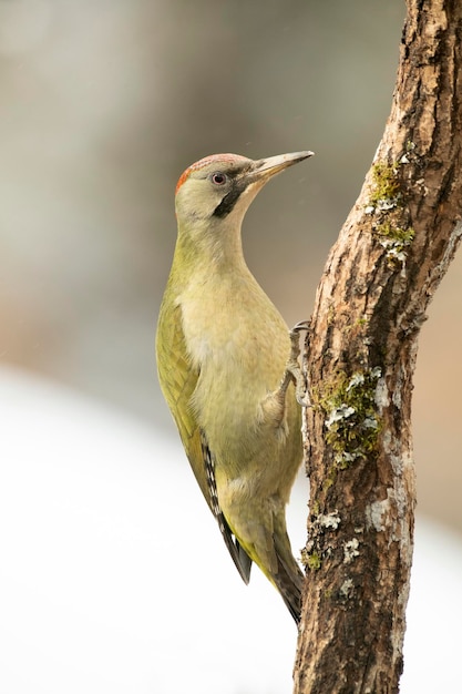 Hembra de pájaro carpintero verde en un bosque de robles nevados a la primera luz de un frío día de enero