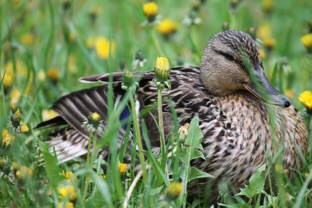 La hembra de pato descansa en flores de diente de león