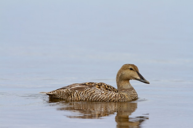 Hembra de pato eider común nadando en un estanque