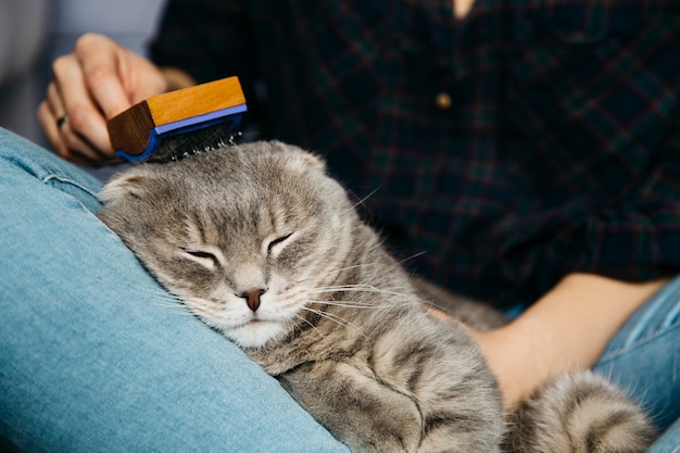 Foto hembra peinando gato durmiendo