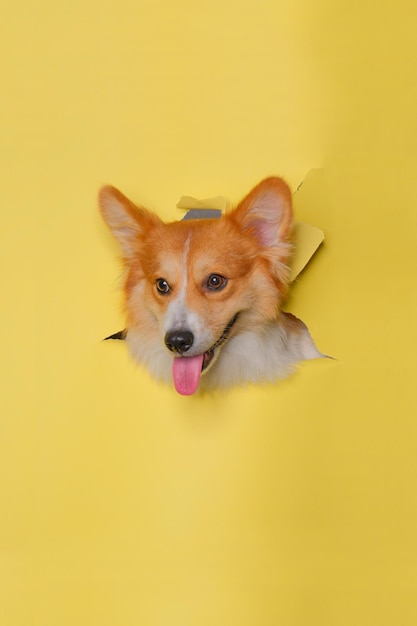 Una hembra pembroke welsh corgi dog photoshoot studio fotografía de mascotas con concepto rompiendo la cabeza de papel amarillo a través de ella con expresión