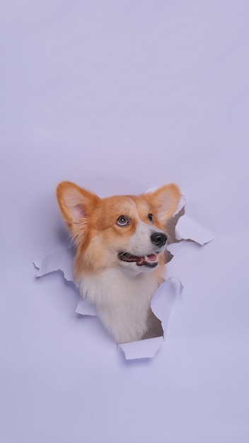 Una hembra pembroke welsh corgi dog photoshoot studio fotografía de mascotas con concepto rompiendo la cabeza de papel gris a través de ella con expresión