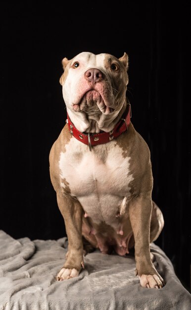 Hembra de perros de raza American Bully sobre un fondo negro