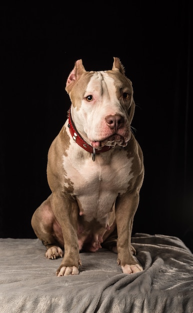 Hembra de perros de raza American Bully sobre un fondo negro