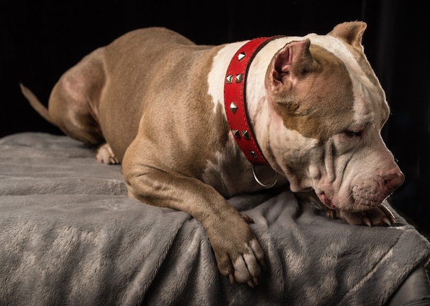 Hembra de perros de raza American Bully sobre un fondo negro