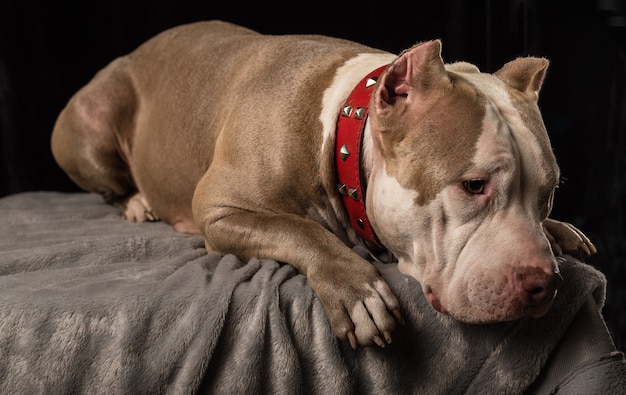 Hembra de perros de raza American Bully sobre un fondo negro