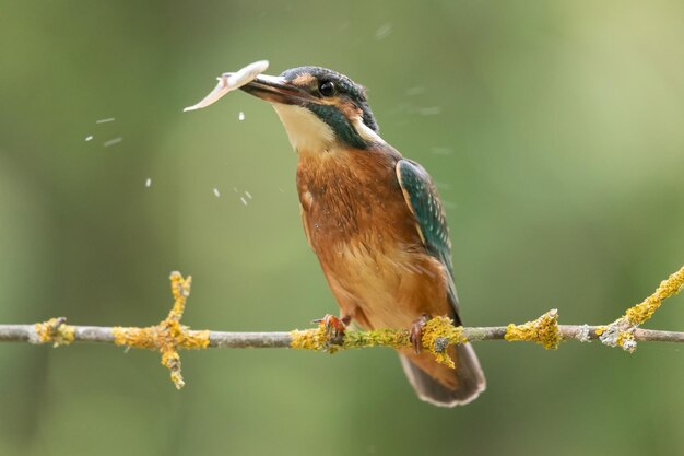 Foto la hembra del pescador alcedo en esto sentada en una rama después de pescar