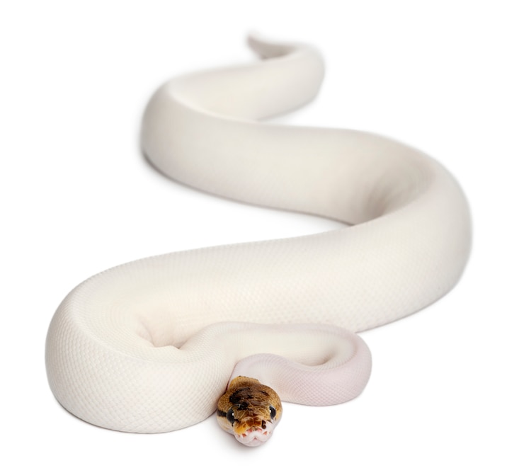 Foto hembra pied spider royal python, pitón bola - python regius pied