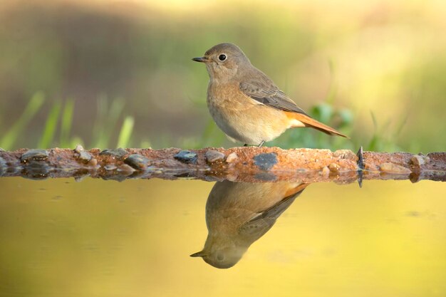 La hembra de redstart común bebiendo en un punto de agua a la primera luz en un día de otoño