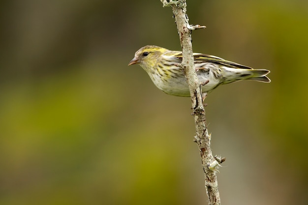 Foto hembra de siskin euroasiático, teta, pájaros, verd canción, animal, carduelis spinus