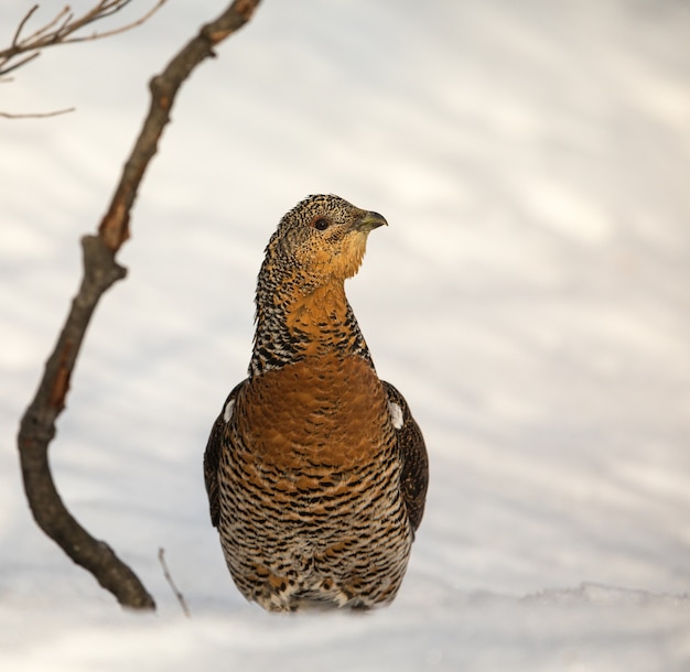 Hembra tetrao urogallus de pie sobre la nieve