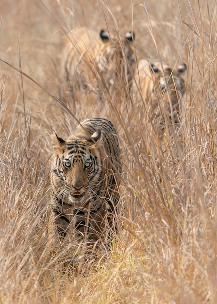 Hembra de tigre, tigre de Bengala y sus cachorros subadultos (Panthera tigris tigris). Bandhavgarh India.