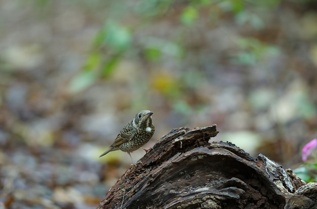 Hembra del tordo de la roca de garganta blanca (Monticola gularis) en la naturaleza de Tailandia