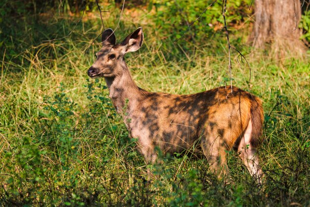 Hembra toro azul o nilgai - antílope asiático de pie en el parque nacional Ranthambore, Rajasthan, India