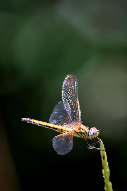 Hembra Trithemis Kirbyi libélula con copyspace