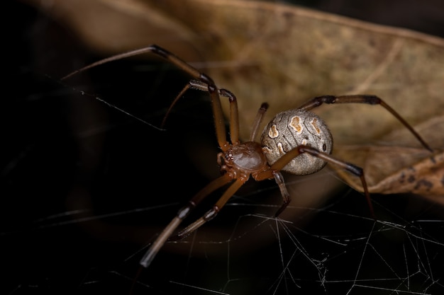 Hembra Viuda Parda Adulta de la especie Latrodectus geometricus