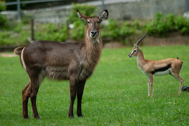 Hembra Waterbuck de pie en la tierra de hierba de Khao Keaw Open Zoo, Tailandia